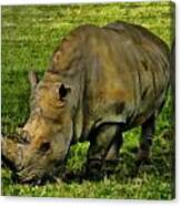 Rhinoceros 101 Canvas Print