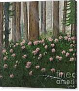 Rhododendrons And Redwoods Canvas Print