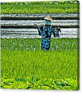 Rice Field - Okinawa Canvas Print