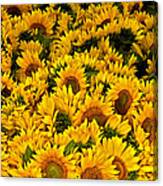 Riotous Sunflowers Canvas Print