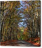 Road Of Gold Canvas Print