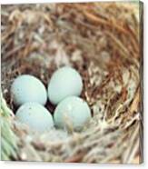 Robin Egg Nest Canvas Print