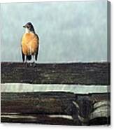 Robin In The Mist. Canvas Print