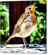 Rockin Robin #robin #bird #instaanimals Canvas Print