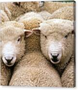 Romney Sheep Canvas Print
