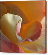 Rose A Glow Canvas Print