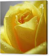 Rose After The Rain Canvas Print