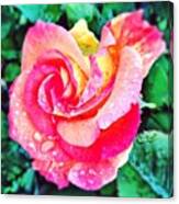 #rose #flower #blooms #beautiful #dew Canvas Print