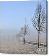 Row Of Trees In The Morning Canvas Print