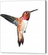 Rufous Hummingbird Canvas Print
