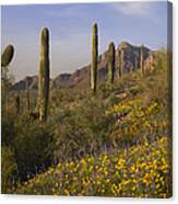 Saguaro Cacti And California Poppy Canvas Print