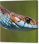 San Francisco Garter Snake Portrait Canvas Print