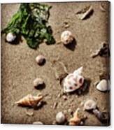 #sand #seaweed #beach #shells Canvas Print