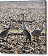 Sandhill Crane Trio Canvas Print