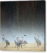 Sandhill Cranes On A Misty Morning In Alabama Canvas Print