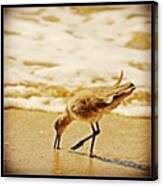 Sandpiper Catching Lunch #lagunabeach Canvas Print
