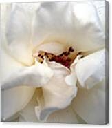 Satin White Canvas Print