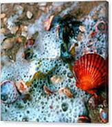 Scallop And Seaweed 11c Canvas Print