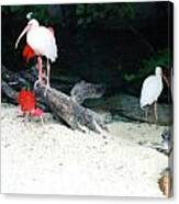 Scarlet Ibis And Spoonbills Canvas Print