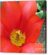 Scarlet Tulip Canvas Print