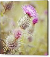 Scott's Thistle Canvas Print