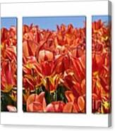 Sea Of Tulips Canvas Print