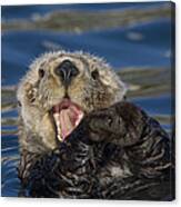 Sea Otter Yawning Canvas Print