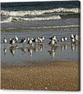 Seagles Canvas Print