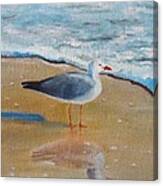 Seagull By The Shore Canvas Print