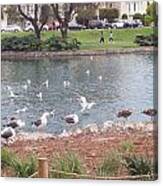 Seagull Community At Palace Of Fine Arts Theatre San Francisco No One Canvas Print