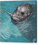 Seal Canvas Print