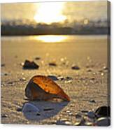 Seashells and Sunshine Canvas Print Seashells and Sunshine Canvas Print