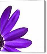 Senetti Deep Blue Canvas Print