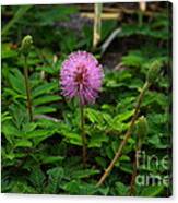 Sensitive Briar Canvas Print