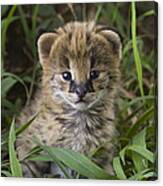 Serval Kitten Its Ears Just Starting Canvas Print