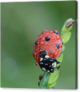 Seven-spotted Lady Beetle On Grass With Dew Canvas Print