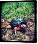 Shady Grove Snapping Turtle, A Better Canvas Print