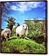 #sheep #ewe #farm #wool #lamb #animal Canvas Print