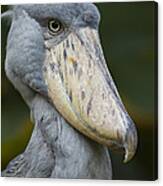 Shoebill Jurong Bird Park Singapore Canvas Print