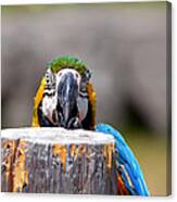 Shy Macaw Canvas Print