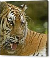 Siberian Tiger Canvas Print