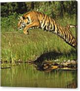 Siberian Tiger Panthera Tigris Altaica Canvas Print