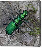 Six-spotted Tiger Beetles Copulating Canvas Print