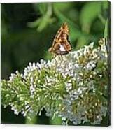 Skipper Moth Canvas Print