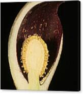 Skunk Cabbage Flower Cross-section Canvas Print