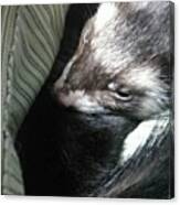 Sleepy Ferret On Way To Doctor. Which I Canvas Print