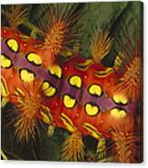 Slug Caterpillar Setora Fletcheri Shows Canvas Print