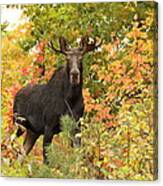 Small Bull In Awesome Foliage Canvas Print