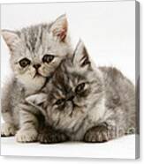 Smoke And Silver Exotic Shorthair Kitten Canvas Print