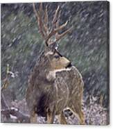 Snow Buck Canvas Print